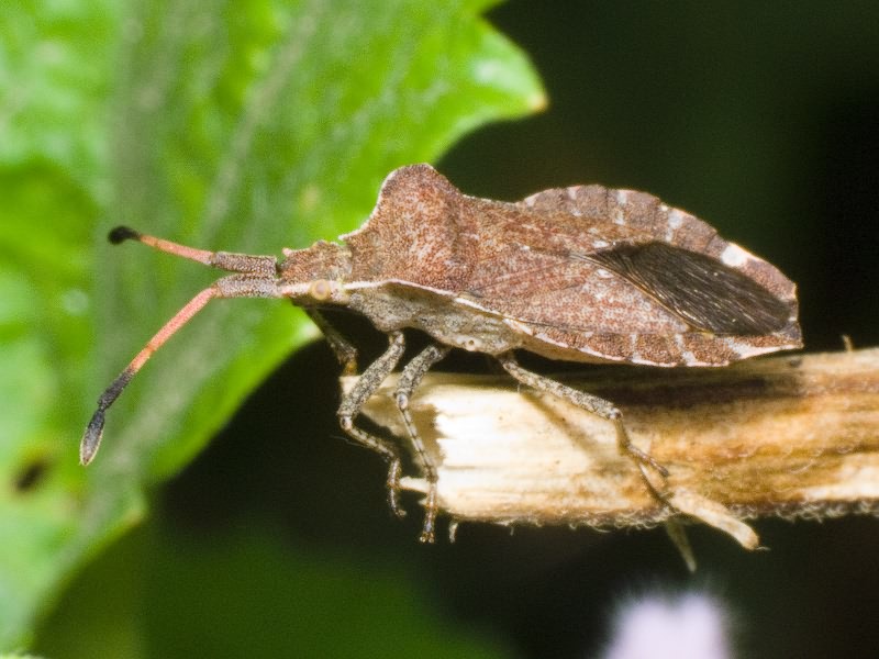 Enoplops scapha (Fabricius, 1794)